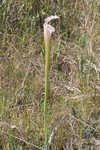 Crimson pitcherplant